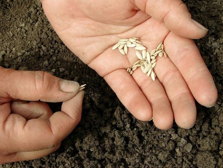 Посев семян огурцов в открытый грунт