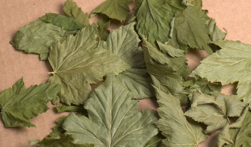 Чай из листьев смородины: польза и вред, чем полезен смородиновый чай,  применение в народной медицине