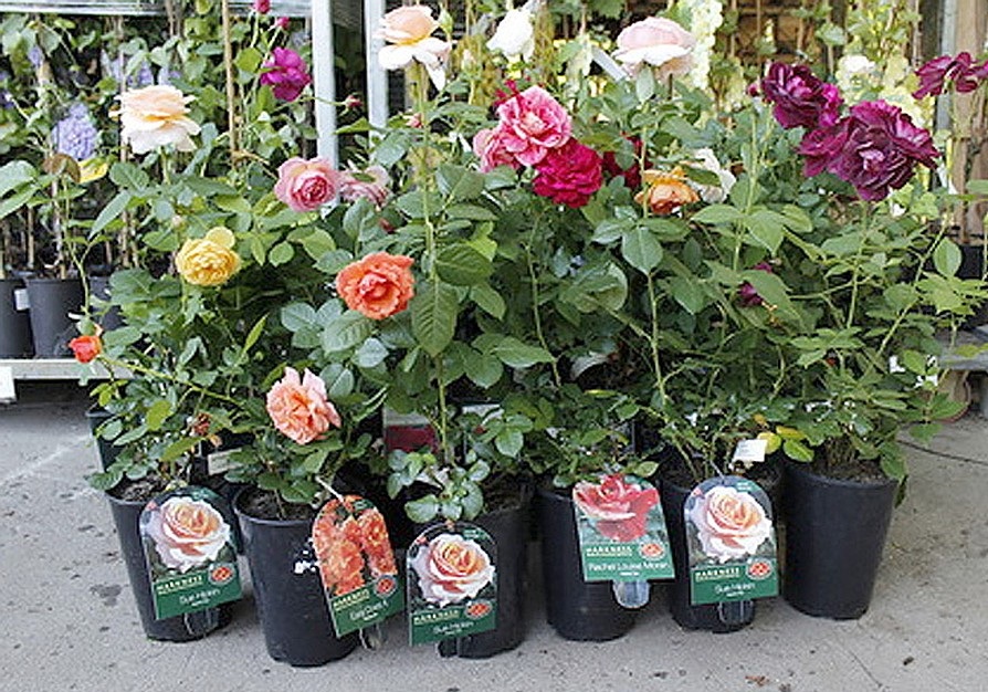 Как правильно сажать розы в грунт осенью. Как правильно посадить розу весной  и осенью в грунт