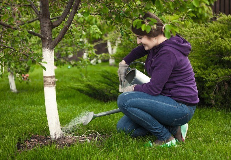 Почему не цветет вишня – 5 возможных причин и советы, что делать | В саду  (Огород.ru)