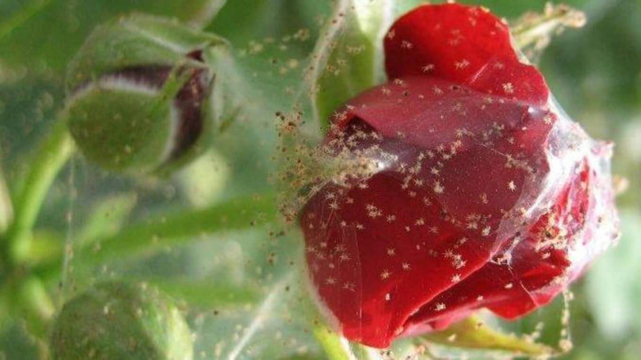 Паутинный клещ на розах - почему возникает и как бороться | РозоЦвет