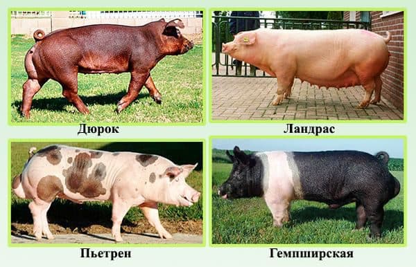 Мясные породы свиней: беконного направления и их характеристика