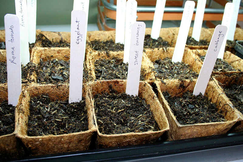 Что такое стратификация семян и как ее проводить в домашних условиях |  Glav-Dacha.ru | Яндекс Дзен