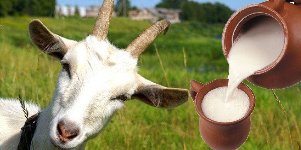 Чем отличается козье молоко от коровьего — Со Вкусом