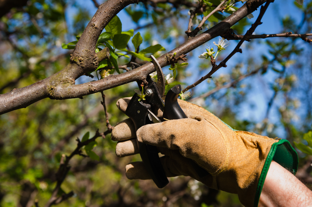 Как правильно обрезать плодовые деревья в саду - Древология - все о  древесине, строительстве, ремонте, интерьере